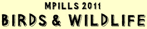 MPILLS and Road Scholar 2011 Birding and Wildlife Programs